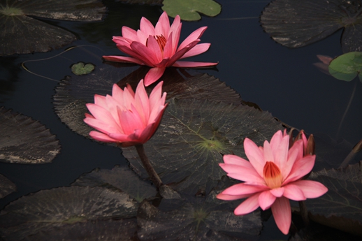 拉斯维加斯9888(中国)官方网站